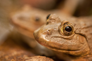 Frog Sitting In a Pond In Thailand 