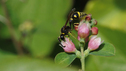 Wasp
