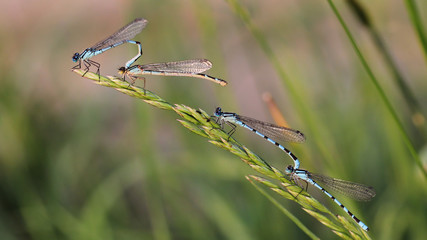 Damselfly