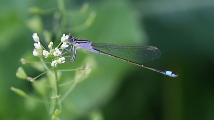 Damselfly