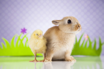 Little chick on rabbit 