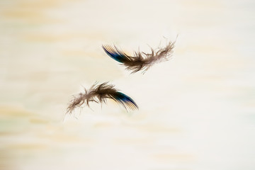 Fototapeta na wymiar Feathers of a bird peacock flying in the air. Abstract background