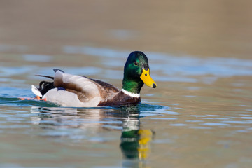 one natural male mallard duck (Anas platyrhynchos) swimming