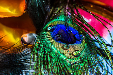 Abstract background of beautiful bird peacock feather with water drops bokeh