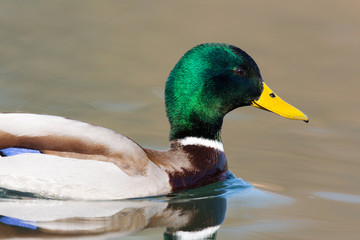 one natural male mallard duck (Anas platyrhynchos) swimming