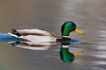 one natural male mallard duck (Anas platyrhynchos) swimming