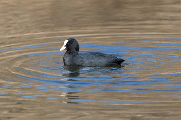 Portrait (side view) of black coot (Fulica atra) swimming with circles