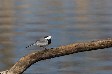 Portrait of natural white wagtail (Motacilla alba alba)