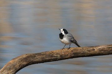 Portrait of natural white wagtail (Motacilla alba alba)