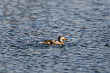 one natural female mallard duck (Anas platyrhynchos) swimming