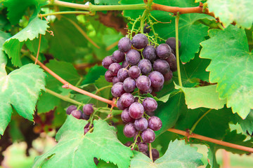 Red Grape, Grape, Autumn, Berry Fruit, Food