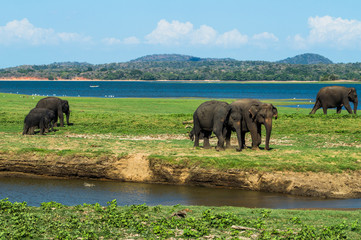 Naklejka na ściany i meble Elephants at the Waterhole of Minneriya National Park in Sri Lanka (Biggest Gathering of Asian Elephants Worldwide)