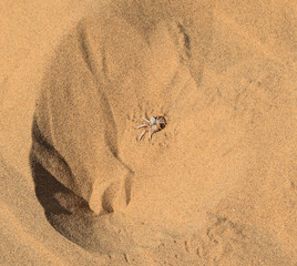 Wheel spider in desert sand