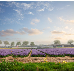 Fototapeta na wymiar Famouse dutch blue hyacinth flower rows on field at sunset