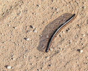 giant african millipede in Namibia