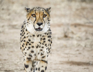 Cheetah in Namibia