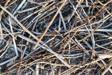 frost on the branches on the ground as a background