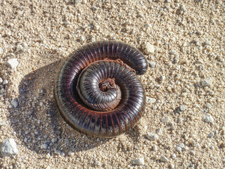rolled up giant african millipede in Namibia