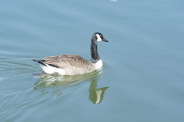 canard