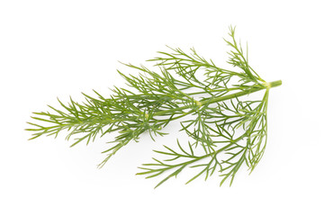 Fresh dill on the white background.
