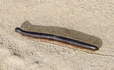 giant african millipede in Namibia
