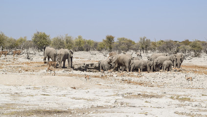 Fototapeta na wymiar Group of african bush elephants
