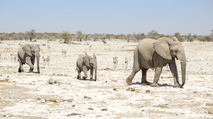 African bush elephant family