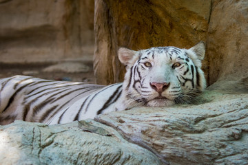 Image of a white tiger on nature background. Wild Animals.