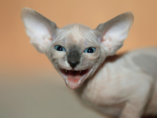 sphinx hairless cat