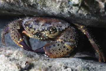 Round crab