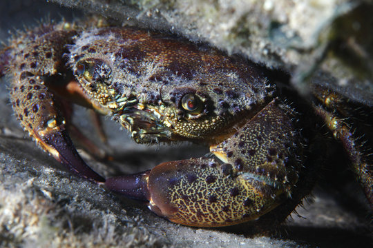 Round crab
