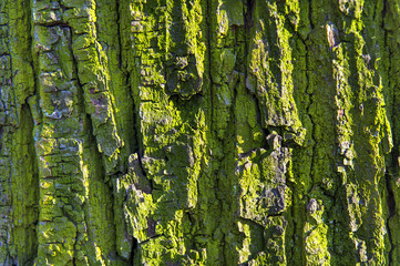 Obraz premium Bark tree old green textured