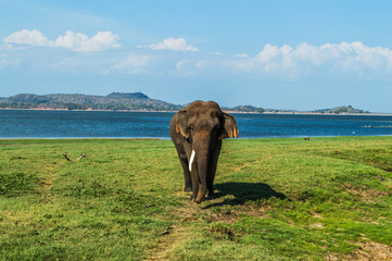 Elephant Bull with One Tusk at the Waterhole of Minneriya National Park in Sri Lanka (Biggest Gathering of Asian Elephants Worldwide)