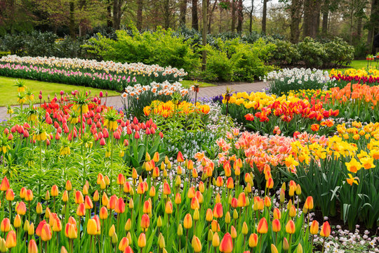 Colourful Growing tulips and daffodils Flowerbeds in an Spring Formal Garden