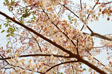 pink shower flower or wishing tree tropical plant blooming in garden