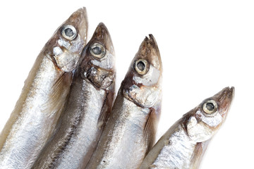 capelin on a white background