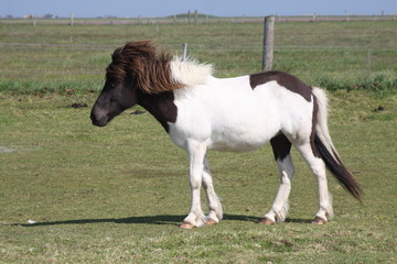 Fototapeta na wymiar Pony
