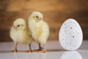 Easter young chick, egg