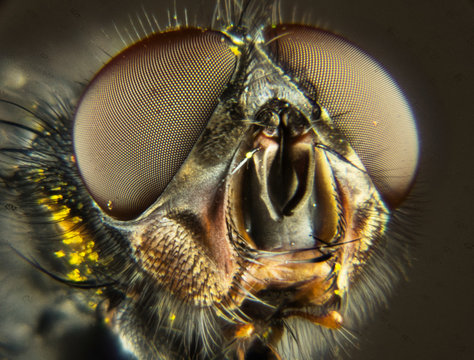 MICROSCOPY - Bluebottle fly, Bottlebee, Calliphora vomitoria