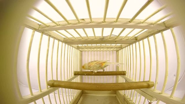 singing canary in a cage isolated on a white screen. soud