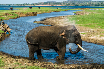 Bathing Elephant at the Waterhole of Minneriya National Park in Sri Lanka (Biggest Gathering of Asian Elephants Worldwide)