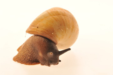 snail