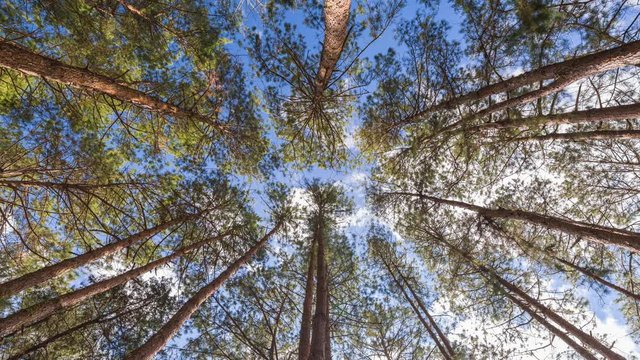 Looking up sky under Pine Tree Timelapse, 4k nature time lapse
