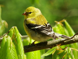 American Goldfinch