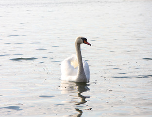 Plakat White swan