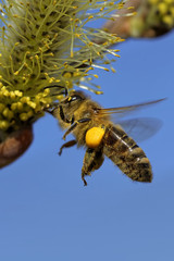 Biene am Weidenkätzchen