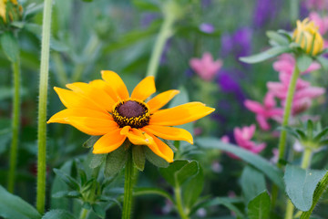 Rudbeckia on the flower bed