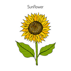 Sunflower. Vector  illustration 