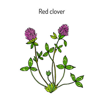 Red Clover or Trifolium pratense
