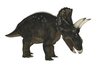 3D Rendering Dinosaur Diceratops on White
